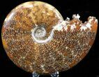 Large, Artistic Ammonite Display Sculpture - Real Fossils #31900-7
